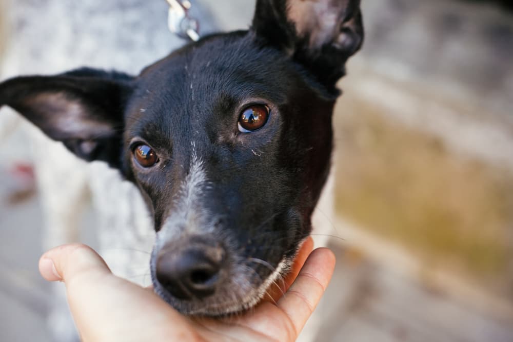 Colloidal Silver for Dogs: Is it Safe?