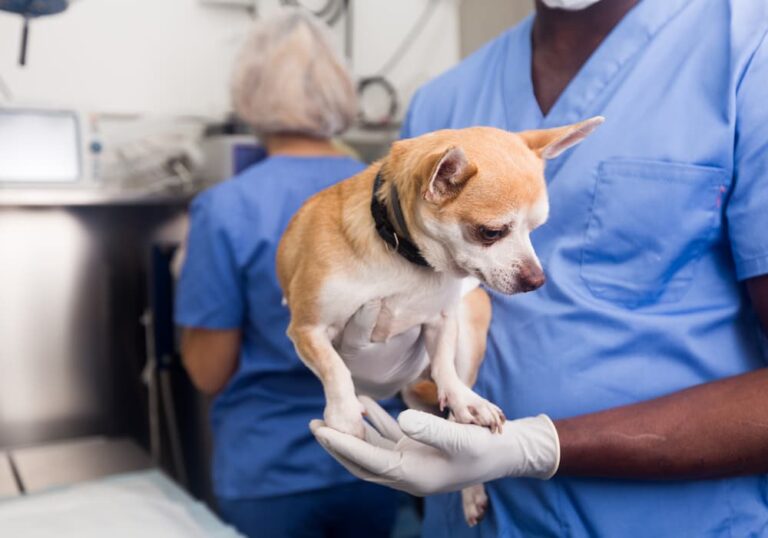 Veterinary technician holding Chihuahua