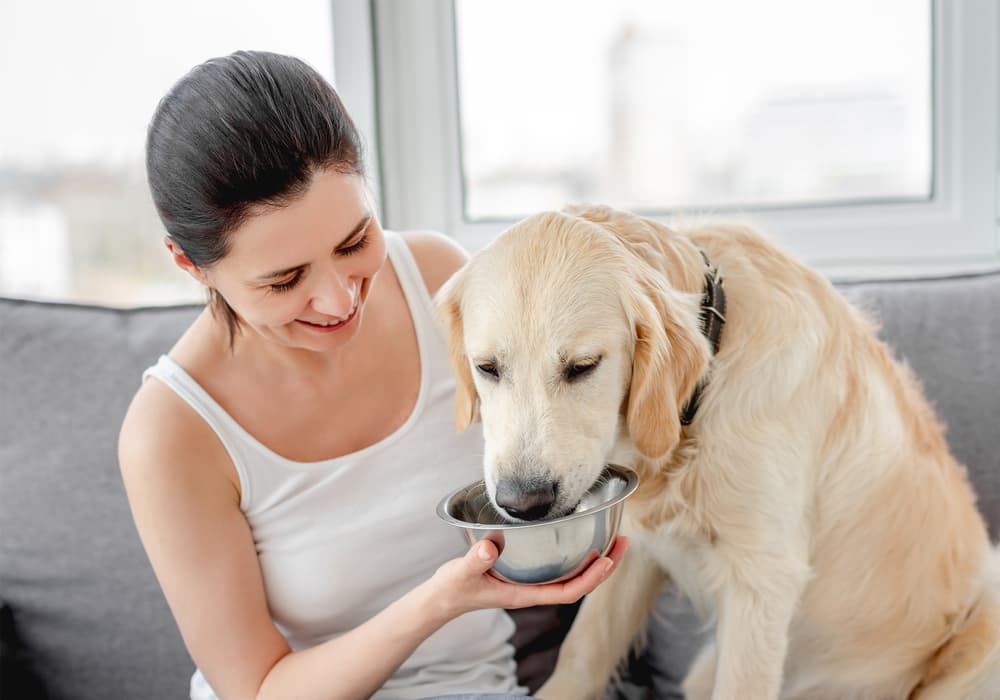 Woman giving dog pedialyte drink
