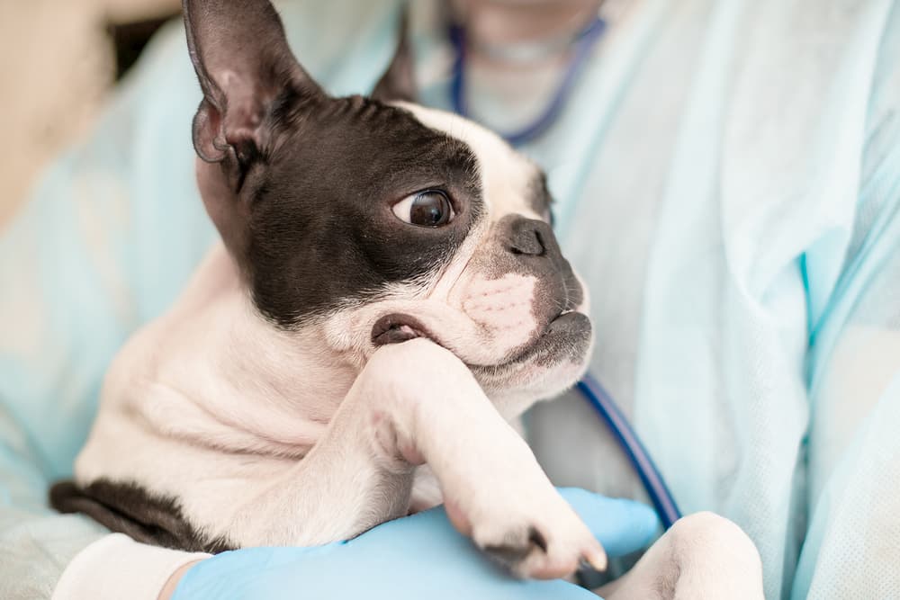 Dog being treated at the vet
