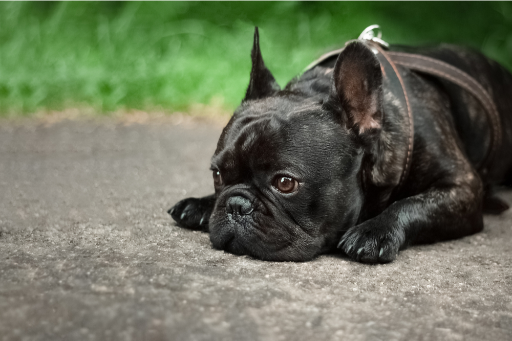 Dog laying on the ground looking sad