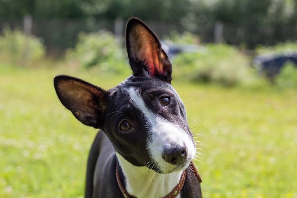 Basenji puppy with head tilted looking at owner