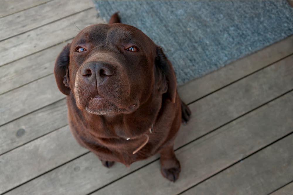 Dog looking up squinting