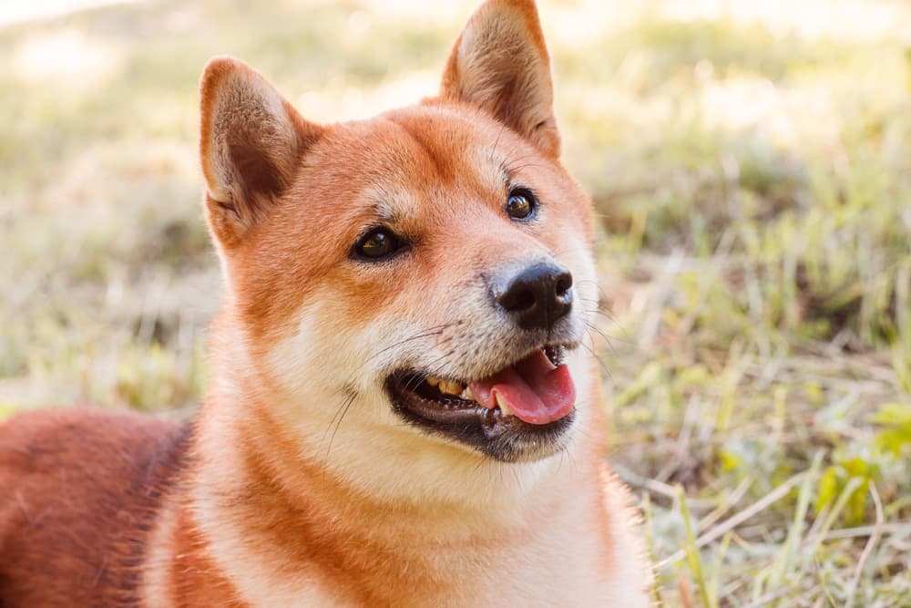 Can Dogs Drink Pedialyte?