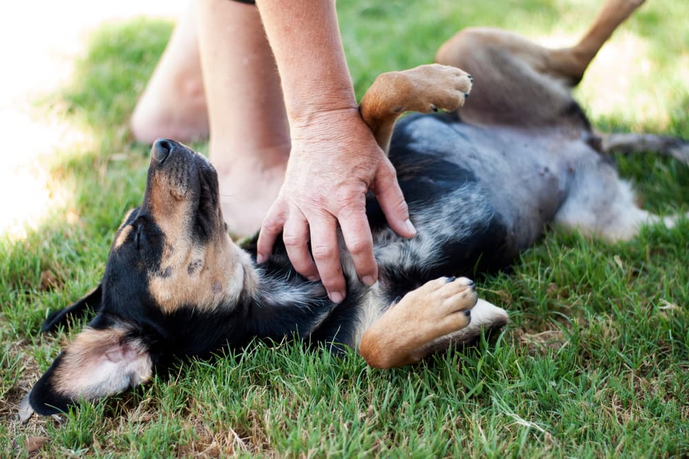 Dog being pet on chest and stomach
