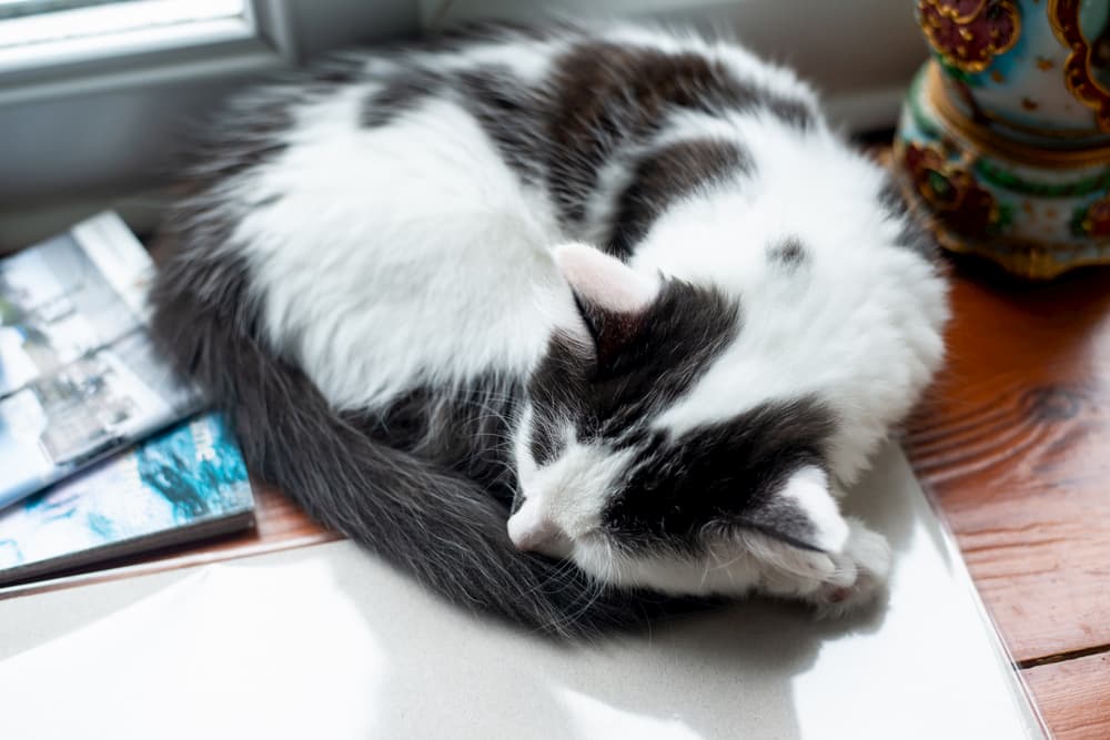 Cat sleeping with its tail wrapped around itself