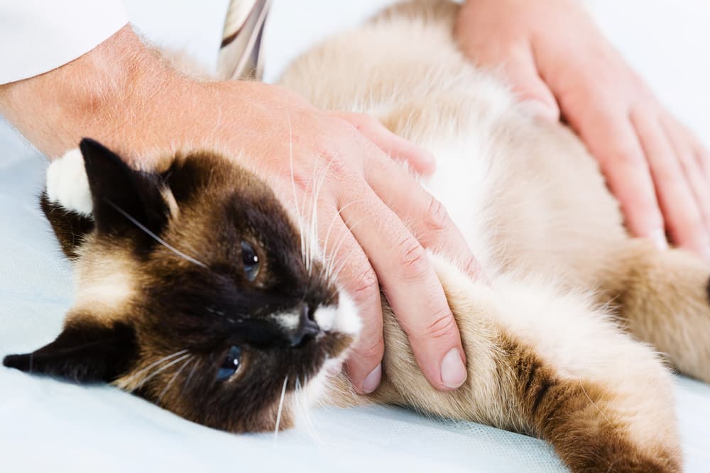 Cat at veterinarian getting examined