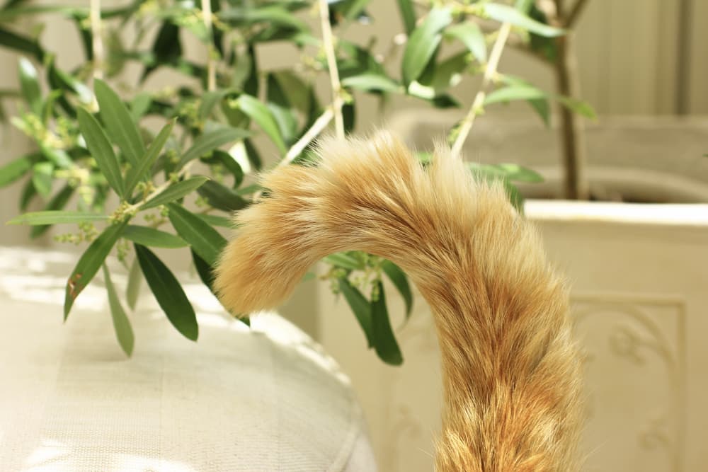 Close up of a cat's tail curled