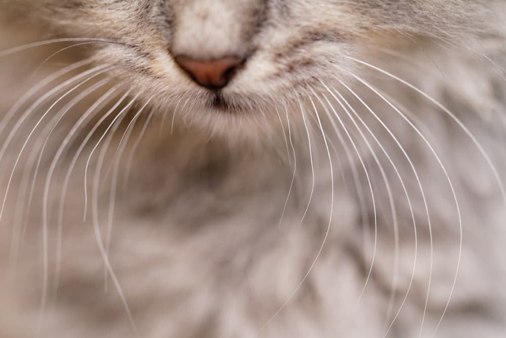 Closeup of cat whiskers