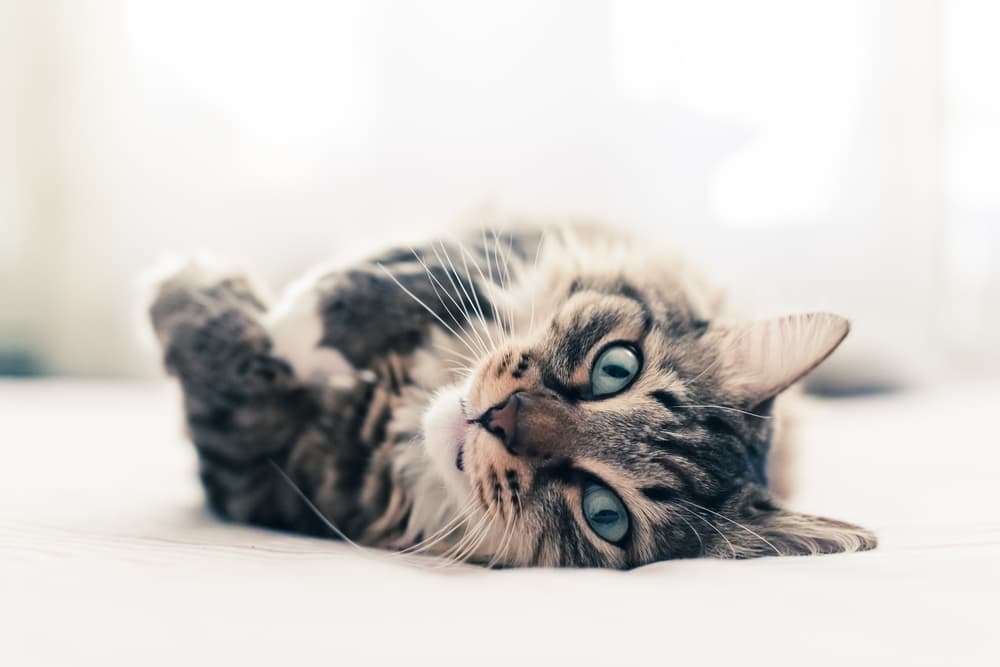 Does Your Cat Love You? 11 Ways to Tell