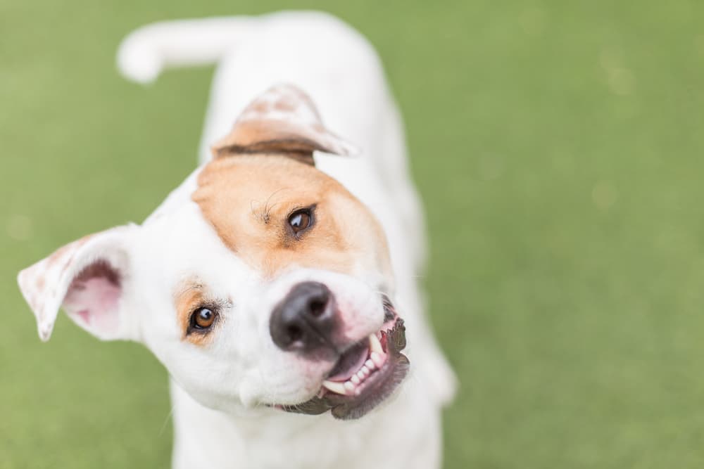 Dog smiling and tilted head
