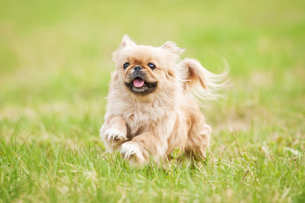 Dog running outdoors