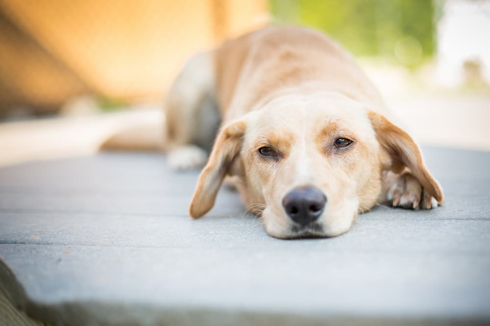 Dog laying down on ground looking sad