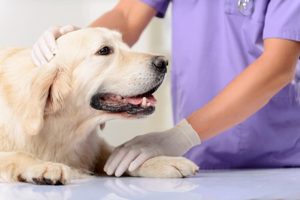 Dog at the vet and she is holding his paw