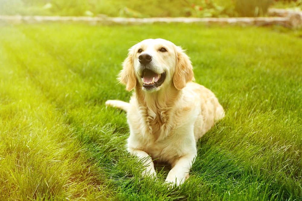 Happy golden retriever laying in the grass