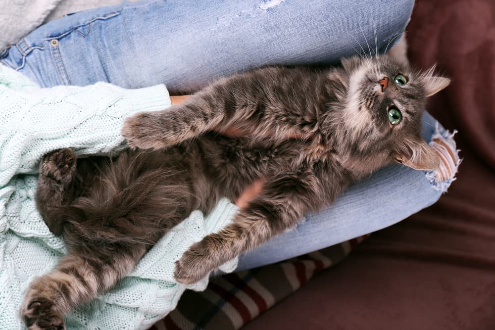 cute cat lying on person's lap