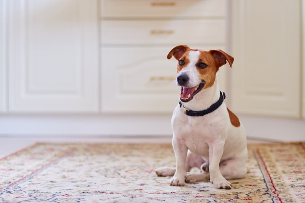 Dog sitting happily in the kitchen