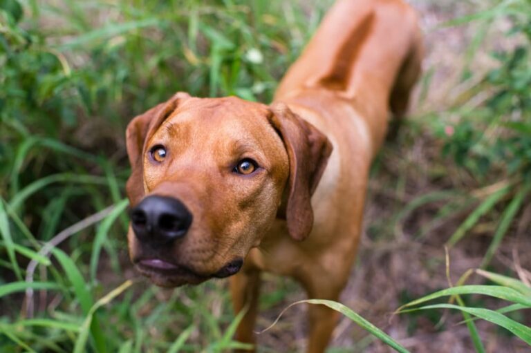 Dog sniffing looking confused