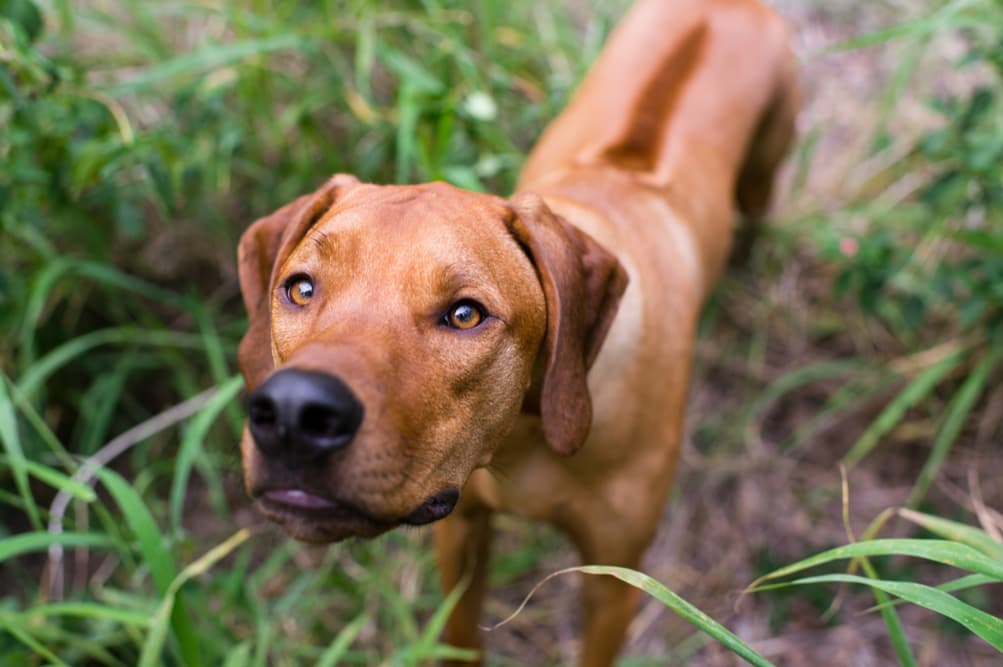 Why Does My Dog Smell Like Fish?