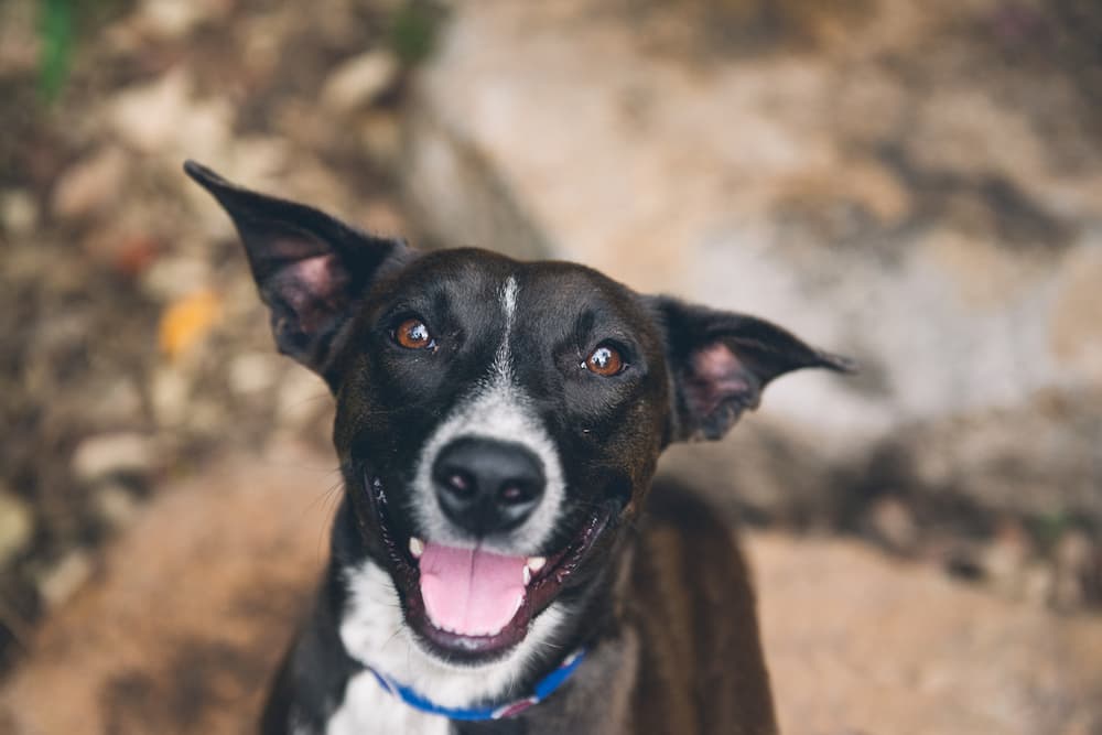 Dog looking up to camera smiling