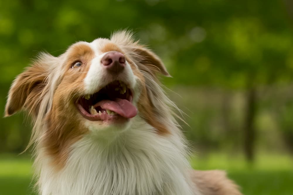 Dog looking up to owner smiling and looking at the sun