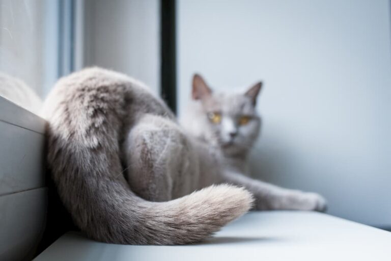 Close-up of a cats tail while laying on window sill