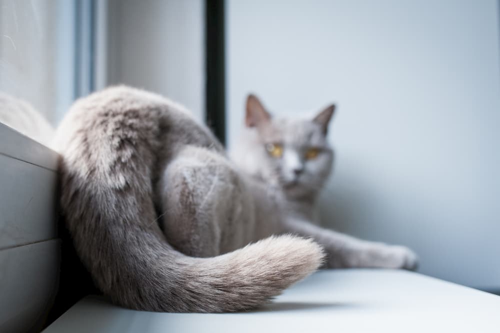 Does Your Cat Love You? 11 Ways to Tell