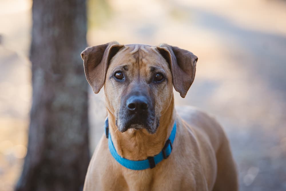 Dog looking up to camera outdoors looking sad
