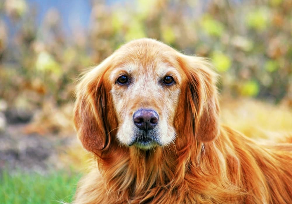 Senior dog outside