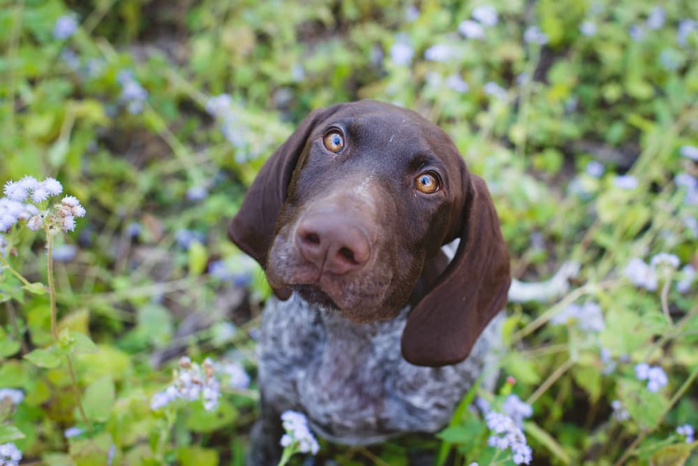 Dog looking up to camera looking anxious