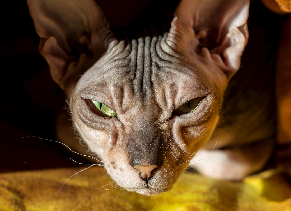 Donskoy cat breed