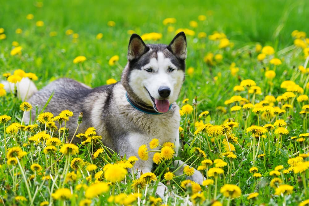 Husky lying in a field of wildflowers