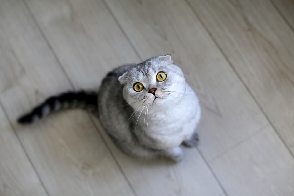 Cat looking up a little scared to owner