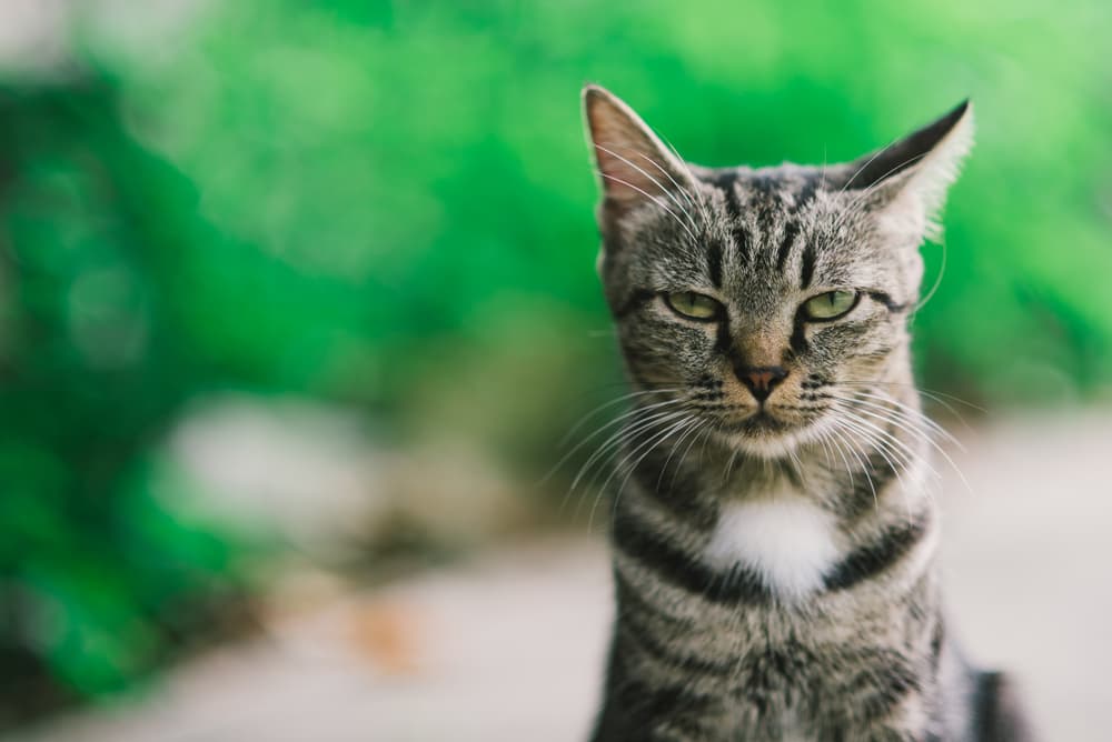 Cat looking very sceptical