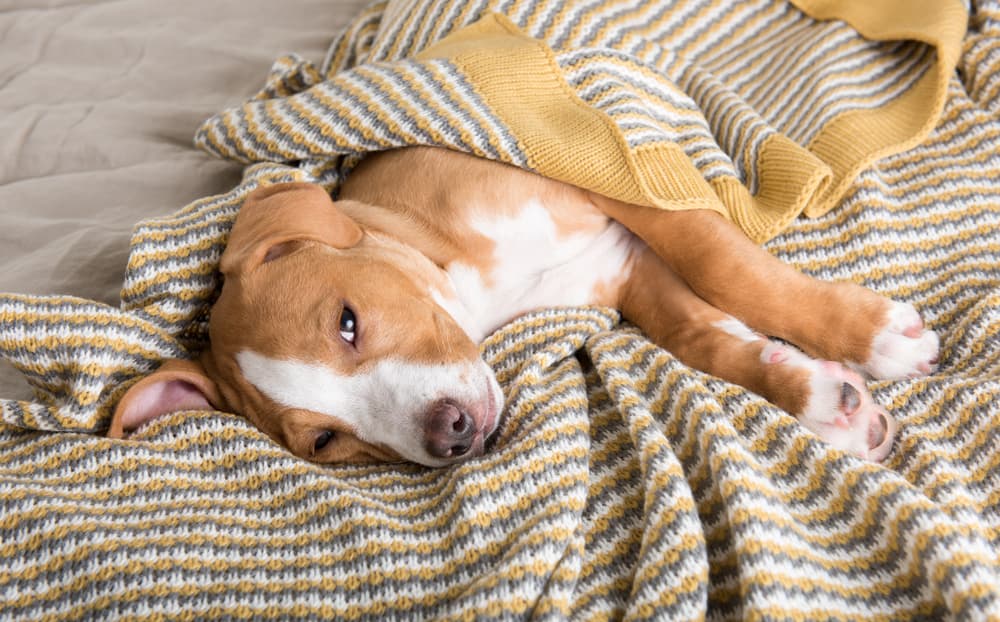 Sick dog under blanket after drinking too much Pedialyte