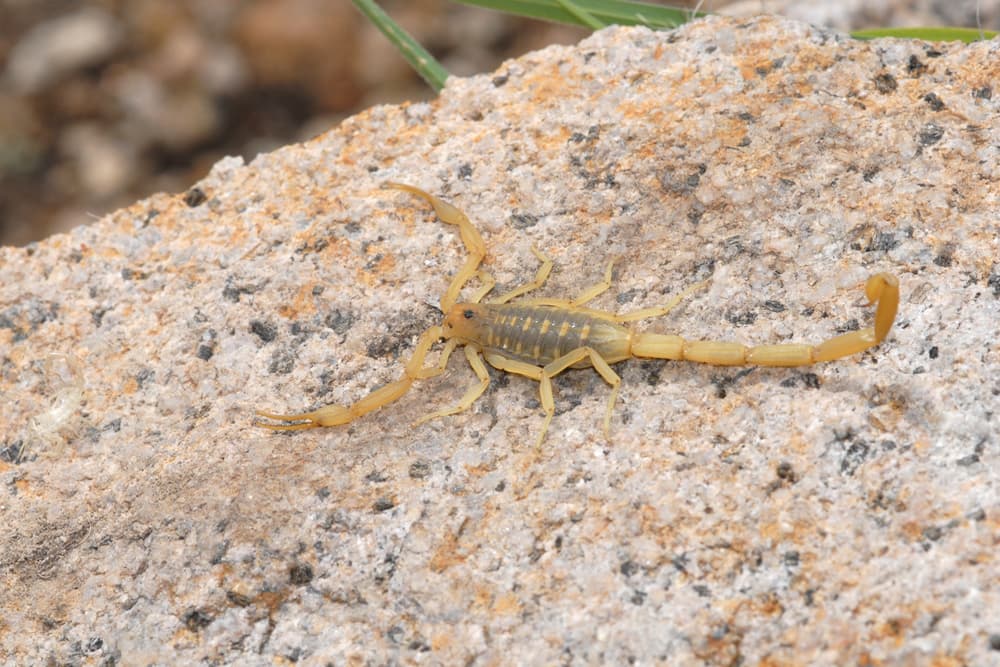 Arizona bark scorpion