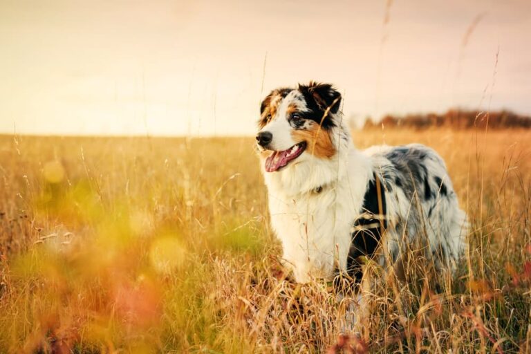 Shephard dog smiling and standing in a field at golden hour