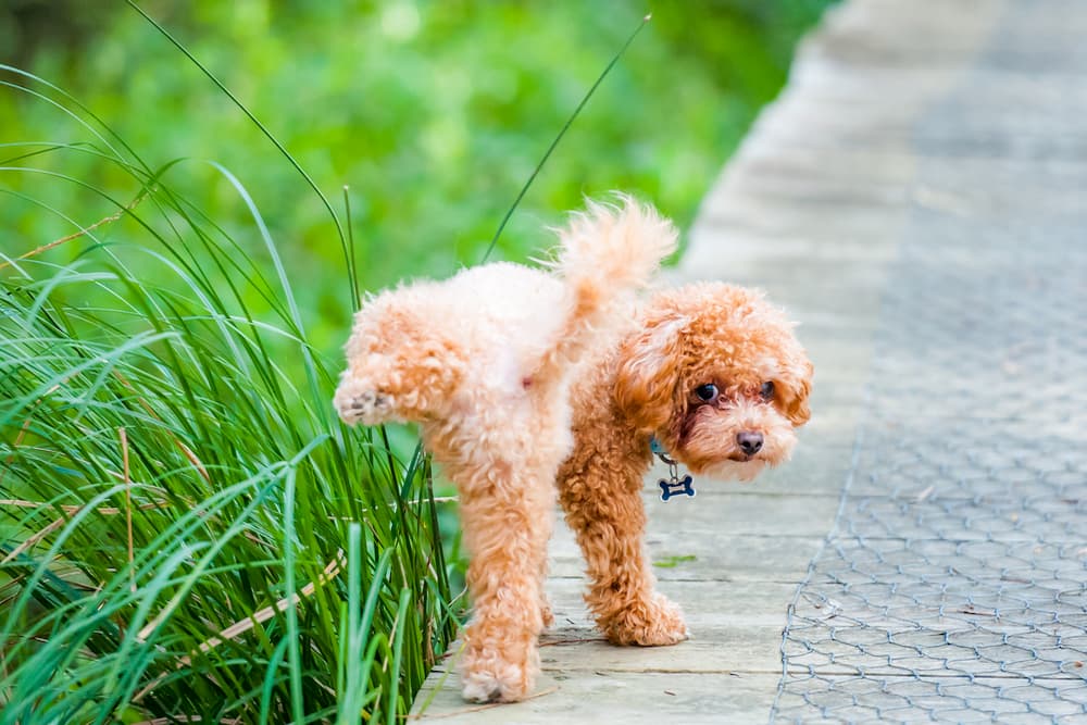 Dog peeing in the park looking back to camera
