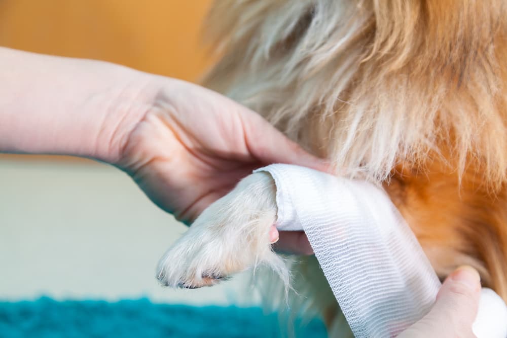 Person bandaging dog's food