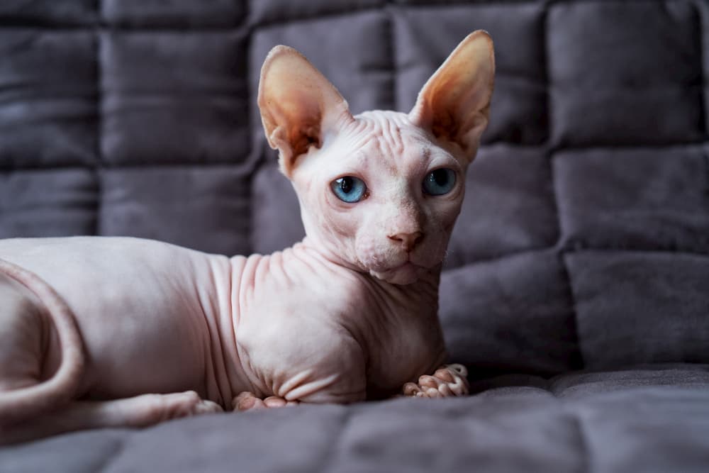 Hairless cat on bed