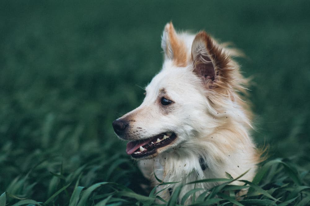 Dog in high grass