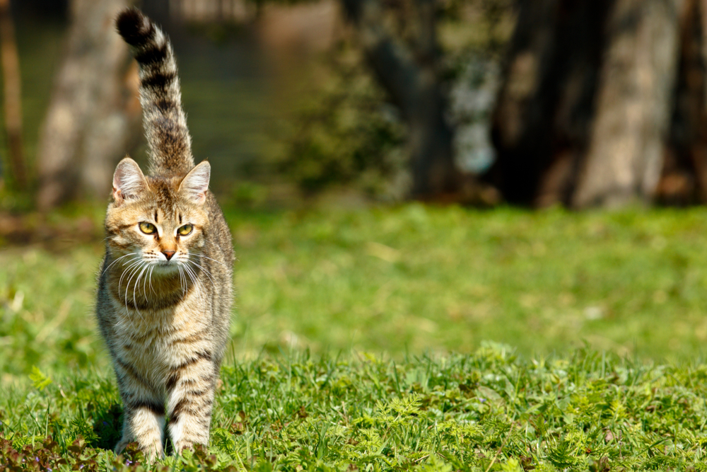Cat walking outside with tail straight up