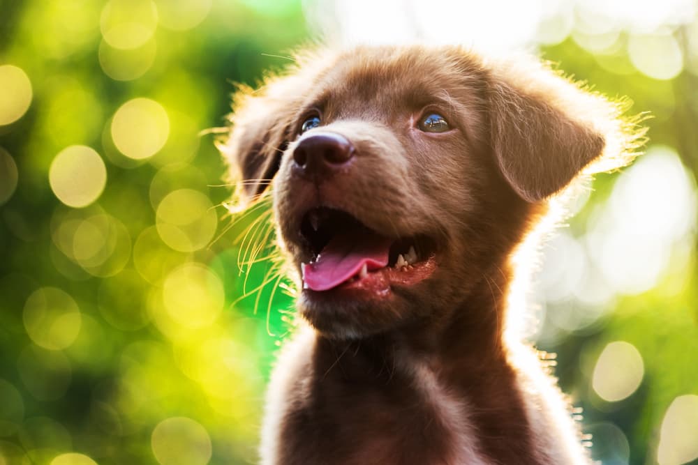 Smiley puppy in the sun