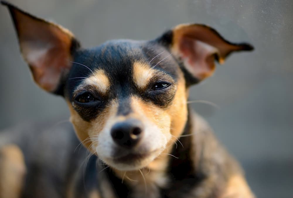 Are Dogs Color Blind? It’s Not So Black and White