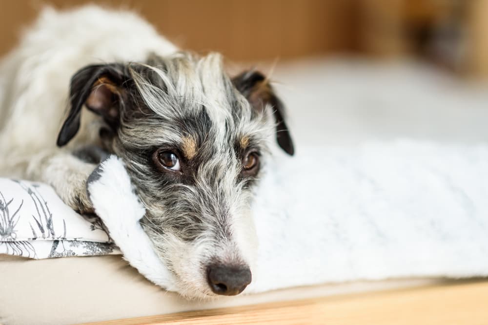 Anemia in Dogs Anemia in Dogs