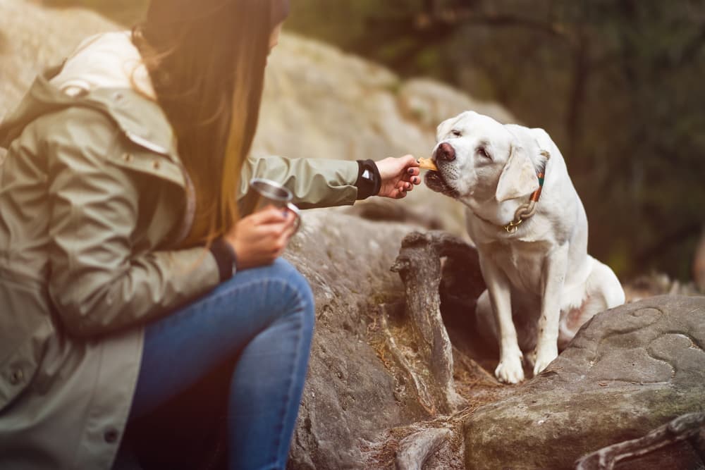 Dog being fed a treat on a hike