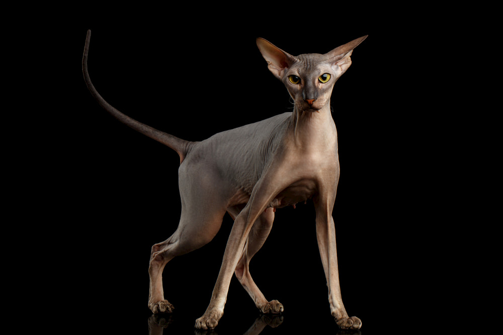 Peterbarld cat breed