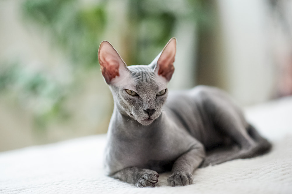 Hairless cat sitting on window sill