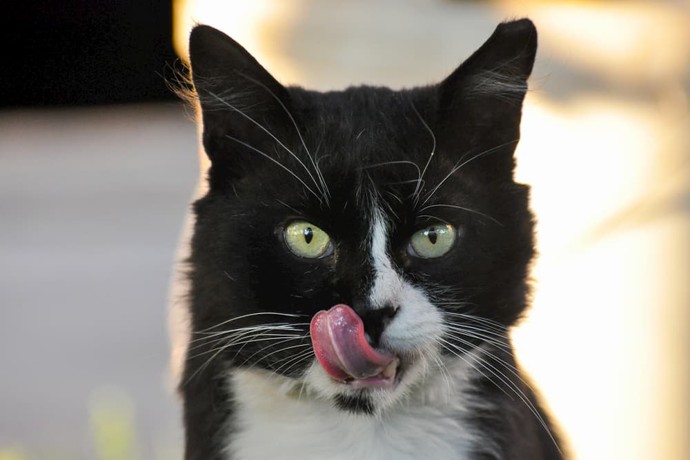 Cat licking his lips