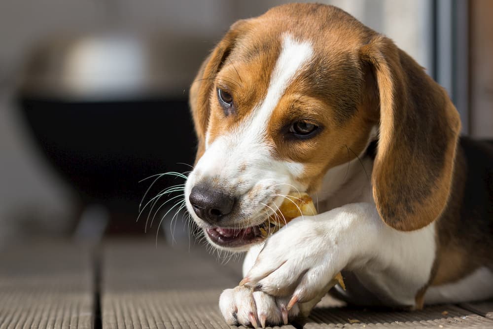 Dog chewing on a treat